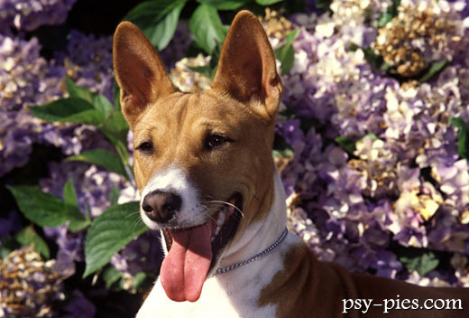 Szczeniak basenji z bliska