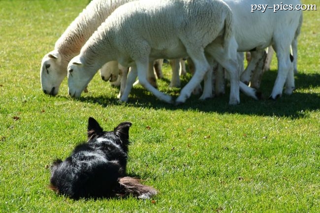 Border collie