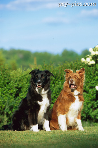 Psy Border collie