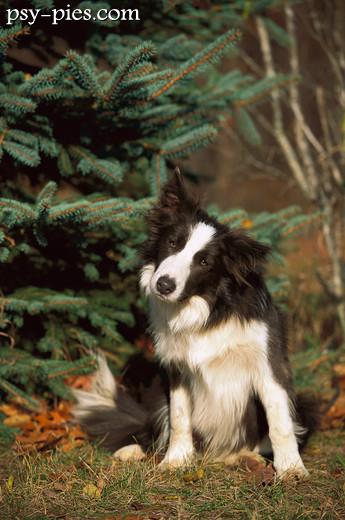 Border collie