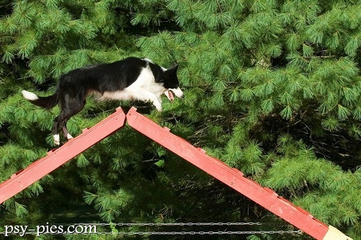Border collie