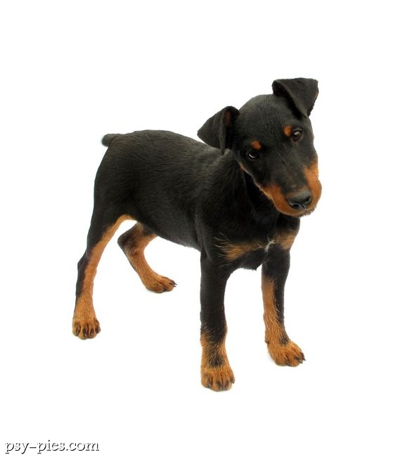 Deutscher jagdterrier