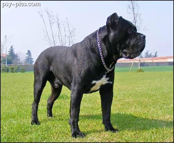 Pies cane corso stojący w profilu