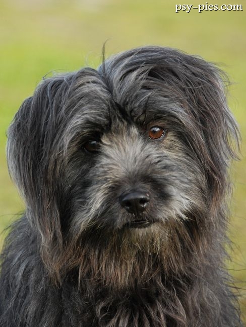 Owczarek pirenejski