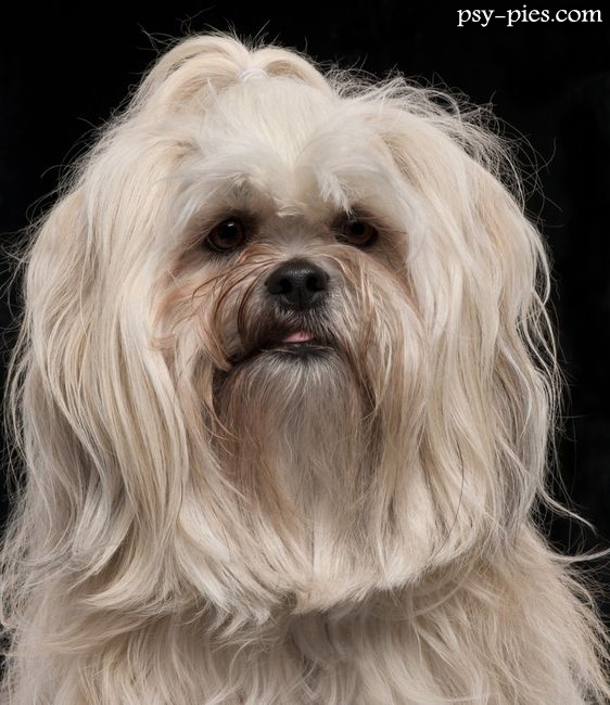 Pies rasy lhasa apso siedzący na trawie