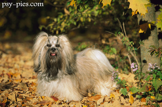 Lhasa apso stojący bokiem