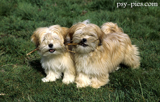 Lhasa apso podczas spaceru