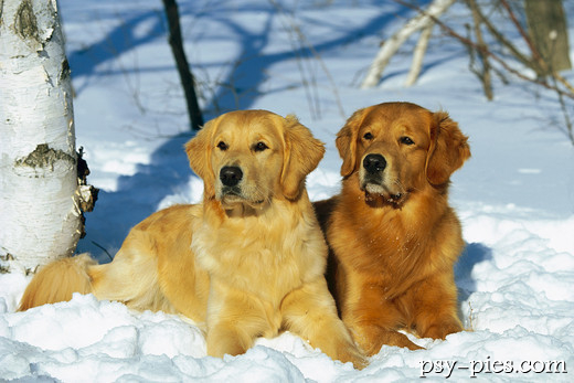 Golden retriever z rodziną