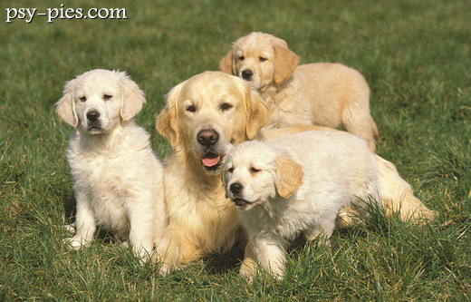 Starszy golden retriever