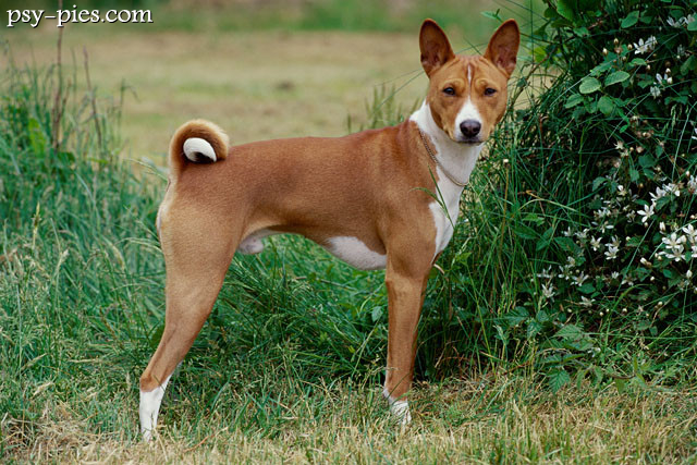 Basenji siedzący w domu
