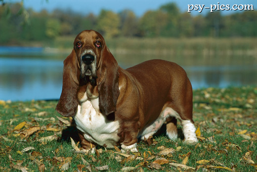 Basset hound z długimi uszami
