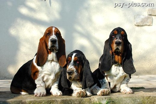 Basset hound na spacerze z nosem przy ziemi