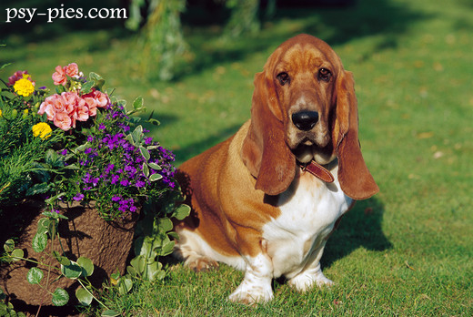 Basset hound z bliska, długie uszy i fałdy skóry