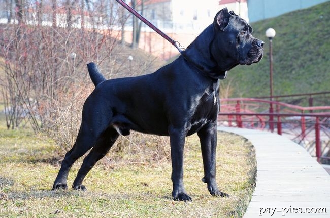 Cane corso z bliska, szeroka głowa molosa