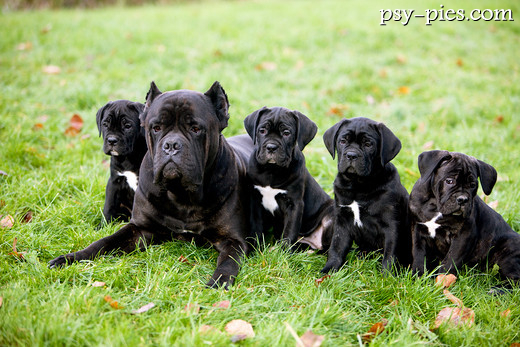 Cane corso czuwający na podwórku