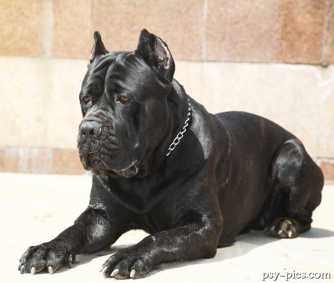 Cane corso podczas szkolenia