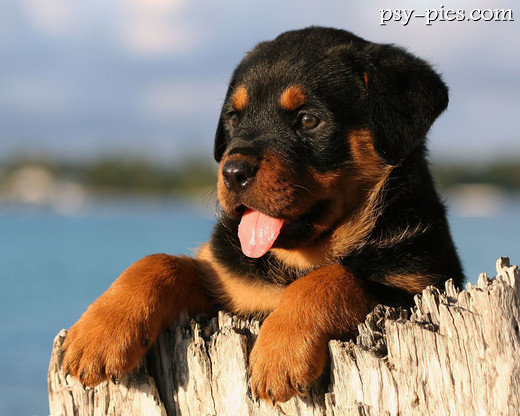 Rottweiler