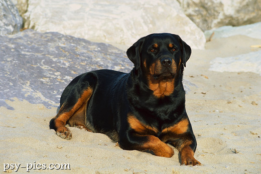 Rottweiler