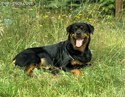 Rottweiler