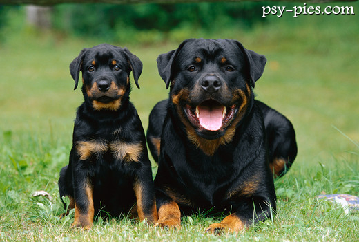 Rottweilery