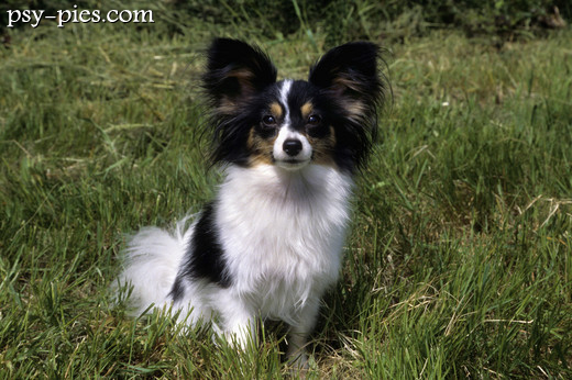 Papillon w trójkolorowym umaszczeniu
