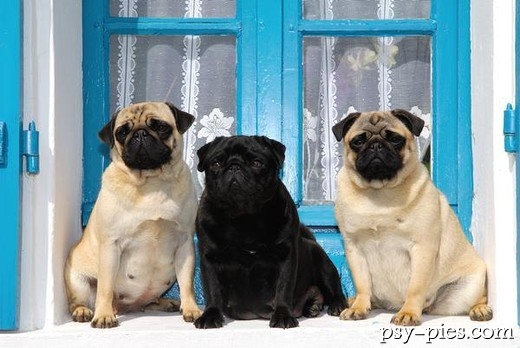 Mops