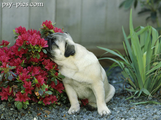 Mops
