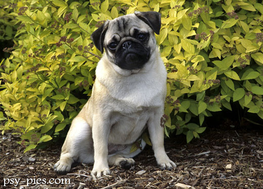 Mops
