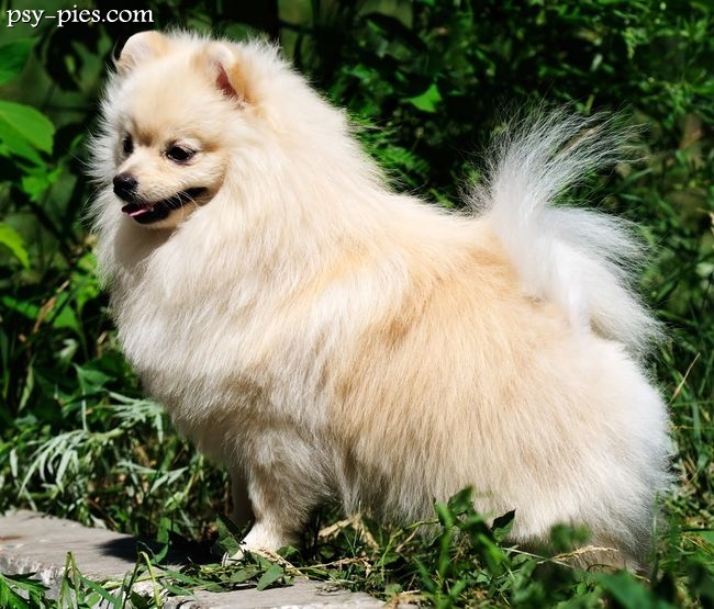 Puszysty pomeranian z gęstą podwójną szatą