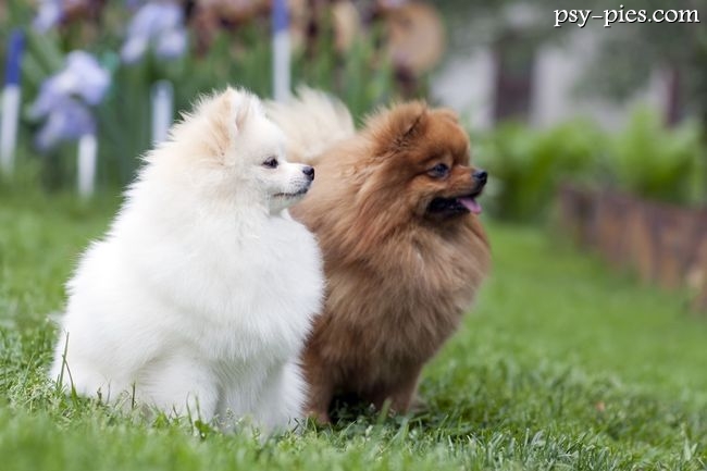 Szpic miniaturowy pomeranian podczas spaceru