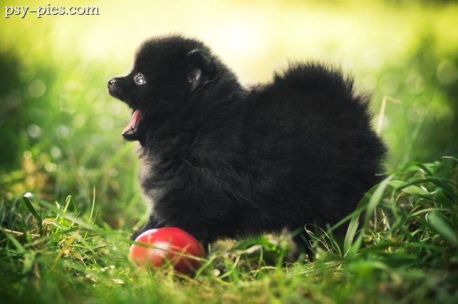 Szczeniaki szpica miniaturowego pomeranian