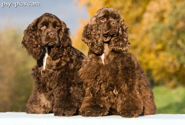 Cocker spaniel amerykański z obfitą, jedwabistą szatą