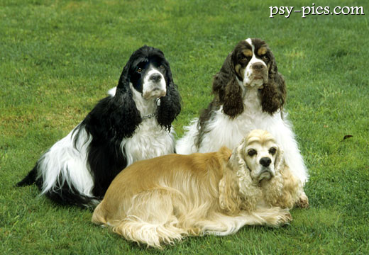 Amerykański cocker spaniel z profilu, widoczna zaokrąglona głowa
