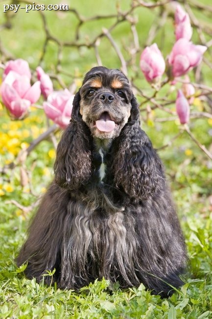 Cocker spaniel amerykański siedzący na trawie