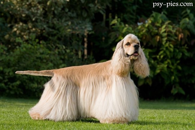 Cocker spaniel amerykański o jasnym umaszczeniu ASCOB