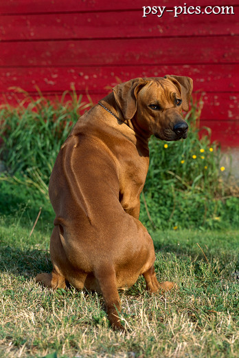 Rhodesian ridgeback na trawie, muskularny pies z Afryki