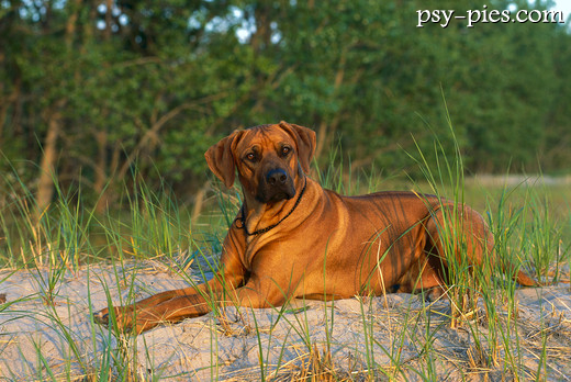 Rhodesian ridgeback z lśniącą, krótką sierścią