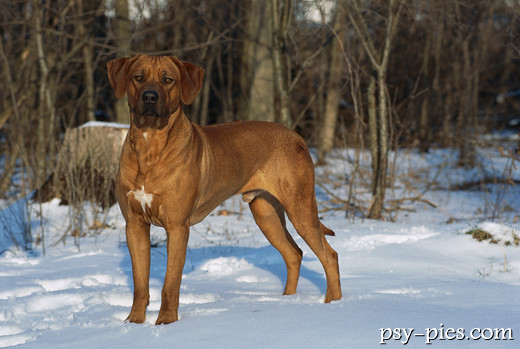 Rhodesian ridgeback leżący spokojnie, czujny wzrok