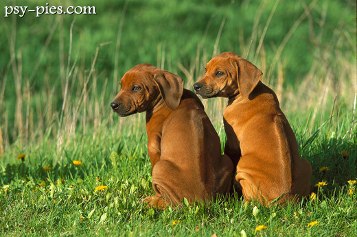 Szczeniaki rhodesian ridgeback bawiące się razem