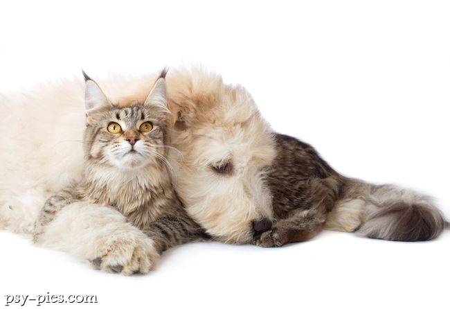 Owczarek południoworosyjski z kotem maine coon