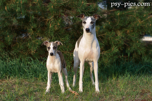 Whippet w biegu, mały chart angielski