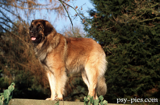 Leonberger