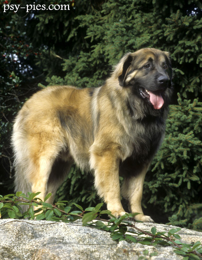 Leonberger