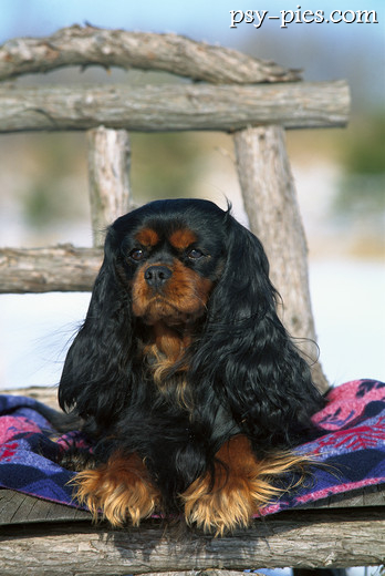Cavalier king charles spaniel w umaszczeniu blenheim