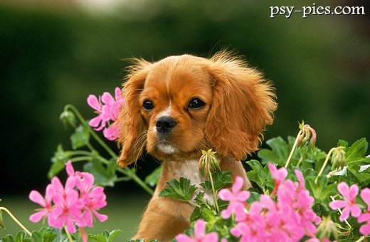 Szczeniak cavalier king charles spaniel