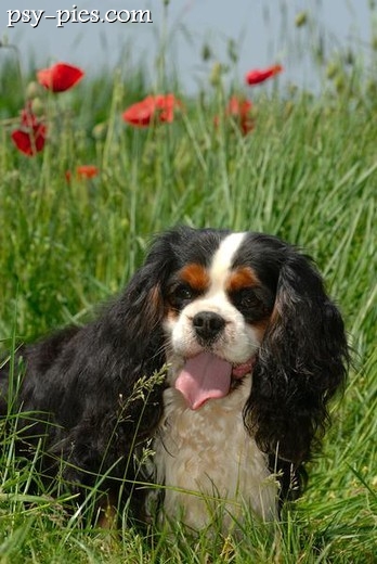 Cavalier king charles spaniel tricolour z długimi uszami