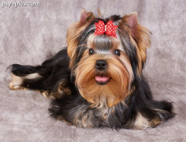 Yorkshire terrier stojący bokiem, widoczna zwarta sylwetka