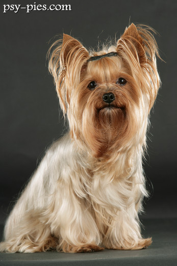 Yorkshire terrier z długim, jedwabistym włosem