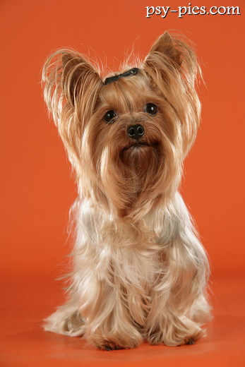 Yorkshire terrier na spacerze z opiekunem