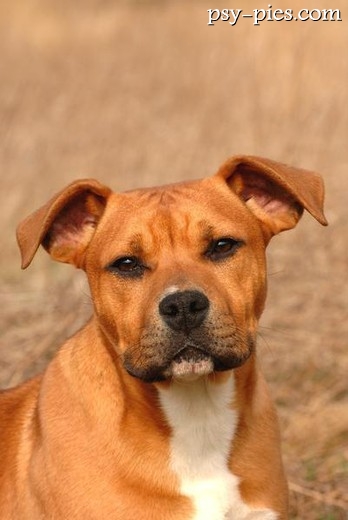 American staffordshire terrier, terier typu bull z grupy III FCI
